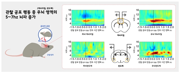 우뇌 대뇌피질-편도체 뇌파 동기화에 따른 공감 기능 유도