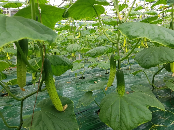 하늘그린오이 출하