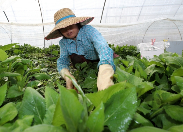 남면 별주부마을 취나물 수확