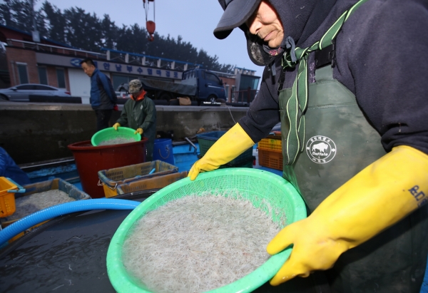 마검포항 실치잡이 모습