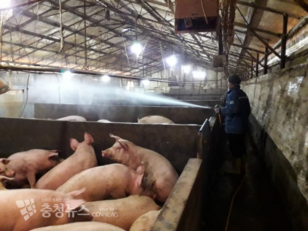 돼지농가 방역 사진