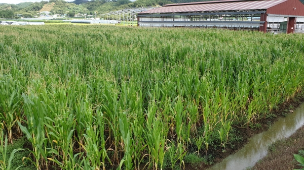 논 타작물 재배 장면(옥수수)