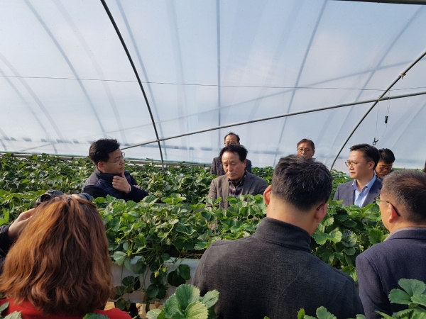 논산시 딸기농업 현장에 김경규 농촌진흥청장 방문