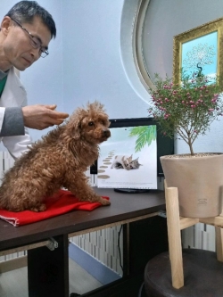 반려동물 예방접종 장면