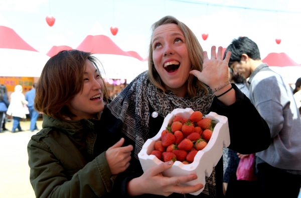 논산딸기 원더풀~! 외국인도 반한 논산명품딸기