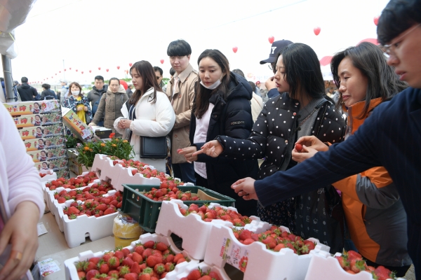 지난해 논산천둔체와 관내 딸기밭일원에서 펼쳐지고 있는 논산딸기축제장, 어린이부터, 어르신, 많은 외국인들이 축제를 즐기고 있다.