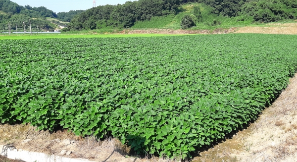 면천면 대치리 센터 논콩 시범포