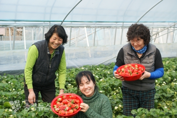 딸기를 수확 하는 홍기자 논산시 가야곡면 홍기자(62)씨(우)