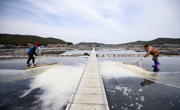 근흥면 마금리 염전