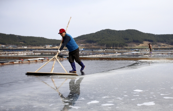 근흥면 마금리 염전