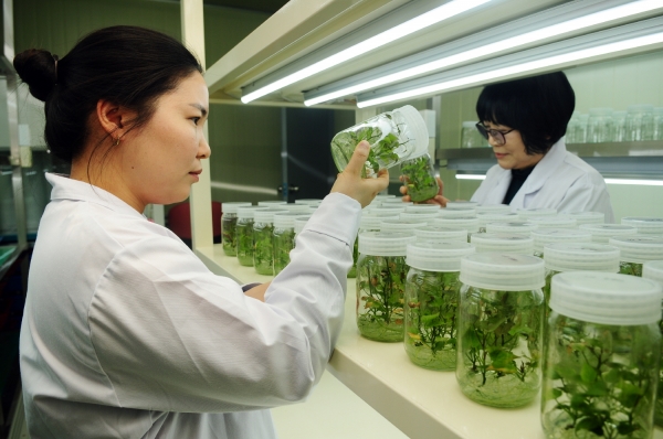 고구마 조직배양