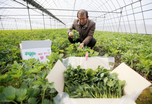 남면 몽산리 방풍 수확