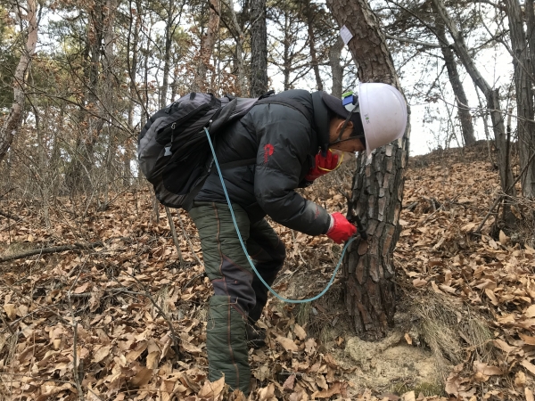 소나무 재선충병 방제