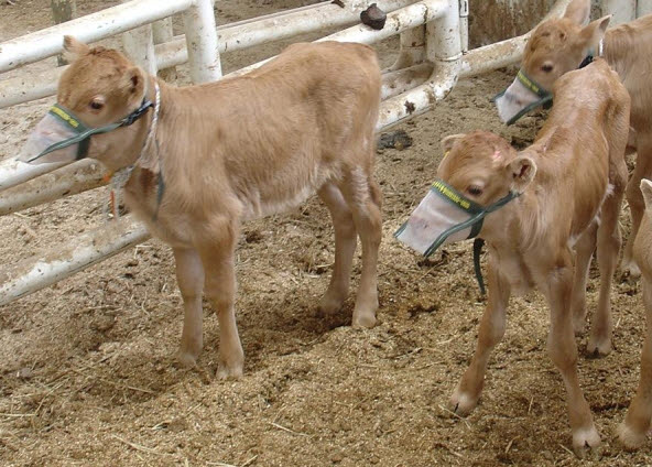 미세먼지 방지용 송아지 마스크 착용 모습