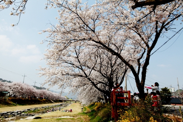 지난해 금산천 모습