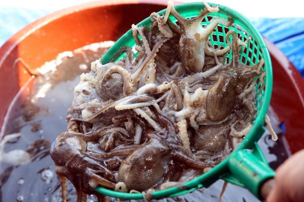 서천군, 주꾸미 자원 증강 추진