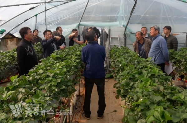 홍성군, 명품딸기 현장애로기술 실증과제 공모