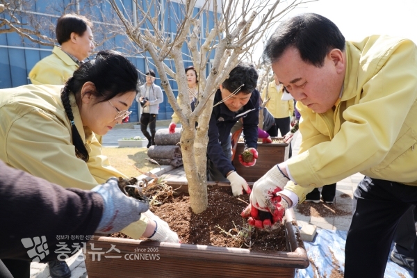 김지철 교육감(오른쪽)이 무궁화 묘목을 심고 있다.