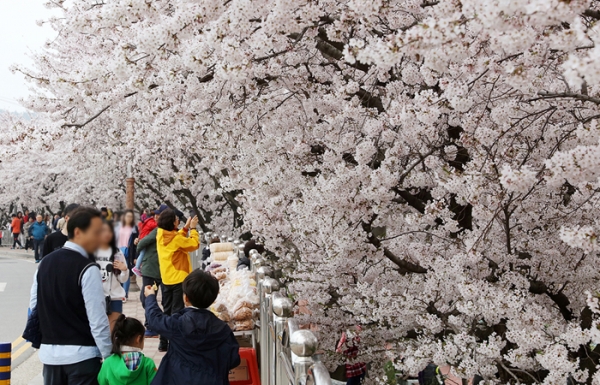지난해 해미벚꽃축제
