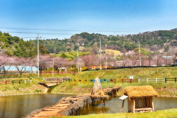 홍성 벚꽃놀이 가자_거북이마을