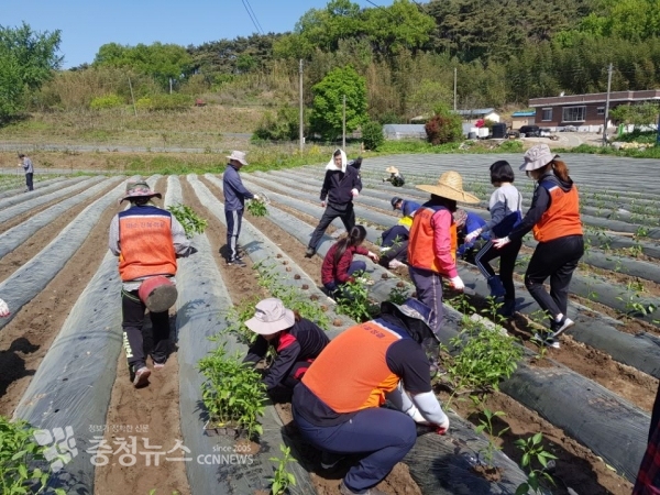 지난해 농촌 일손 돕기 장면