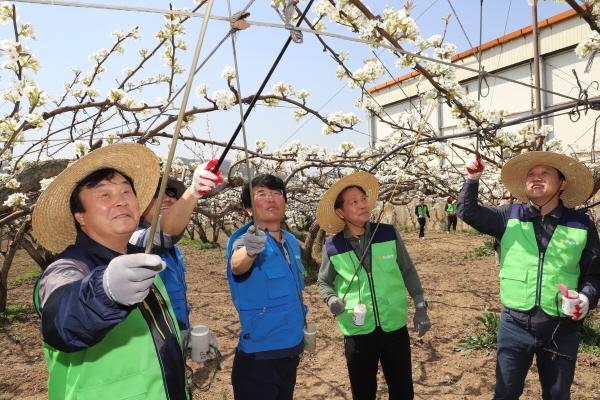 농협 비롯한 유관기관 참석자들이 성환지역 배꽃 인공수분이 필요한 농가를 찾아 화접 일손돕기 모습