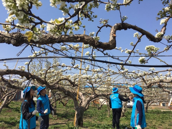 한국농어촌공사 직원들이 배꽃 화접 봉사활동을 하고 있다