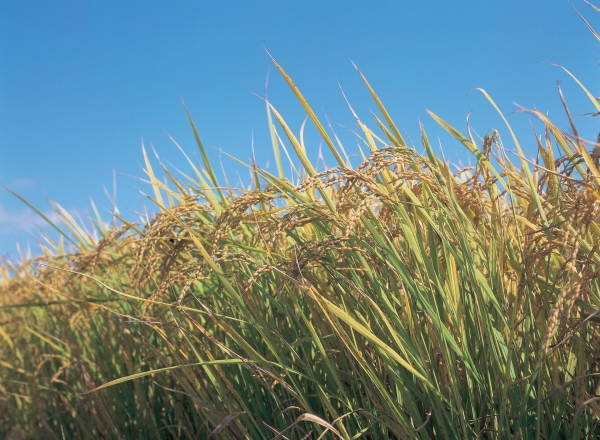 벼 재해보험 가입