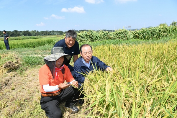 지난해 추수현장을 돌아보는 황 군수