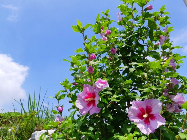 홍성군 올여름 무궁화꽃 활짝핀다