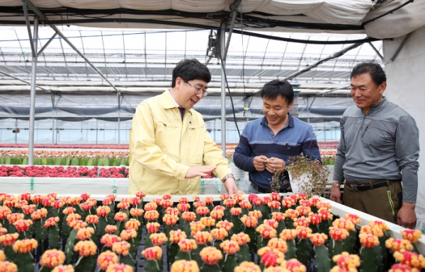 서산의 선인장이 미국, 네덜란드, 유럽, 아시아 등으로 연 30여톤 수출된다.