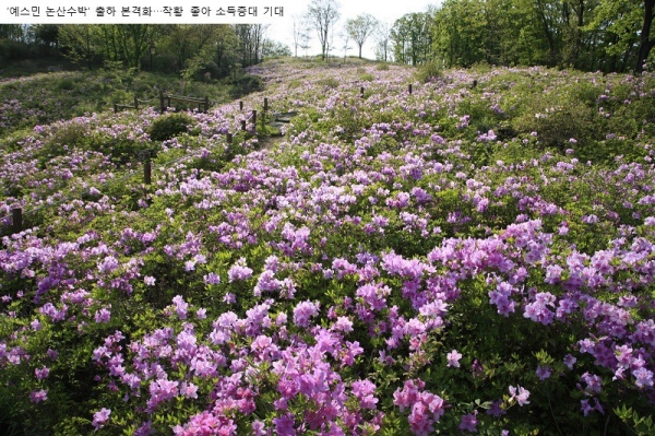 대둔산 월성봉 철쭉