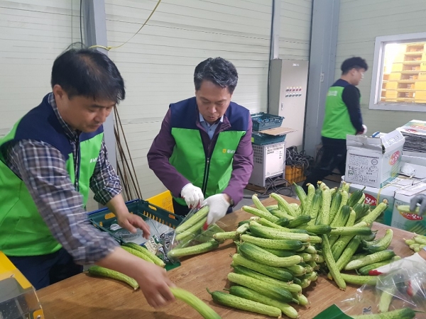 조소행 충남지역본부장과 이용식 우성농협 조합장 등이 직원들과 함께 오이 소포장작업을 돕고 있다.