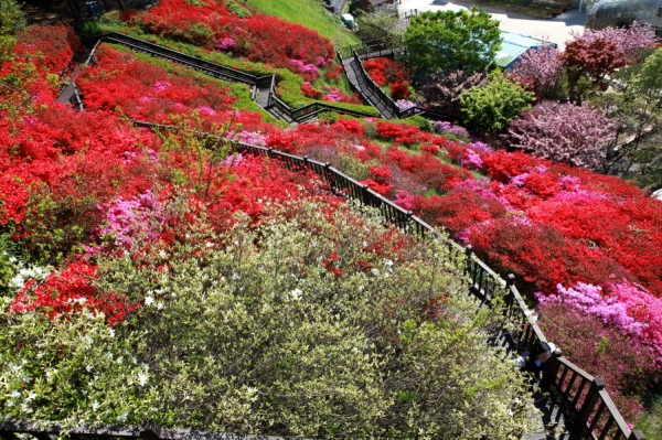 농심테마파크 연산홍 모습