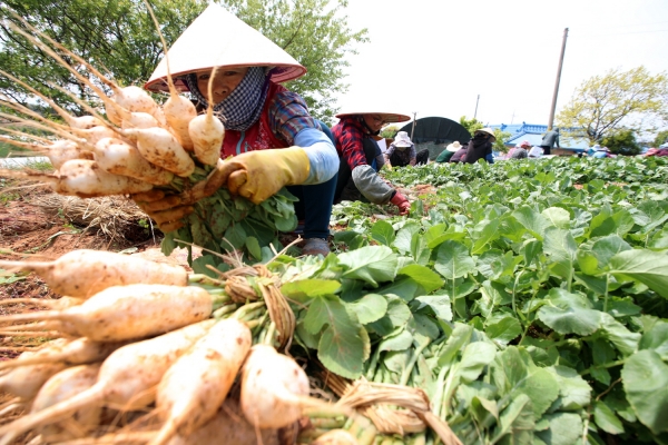 총각무 수확 모습