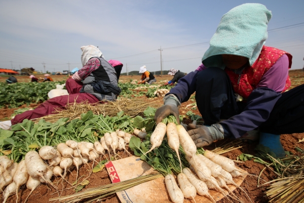 총각무 수확 모습