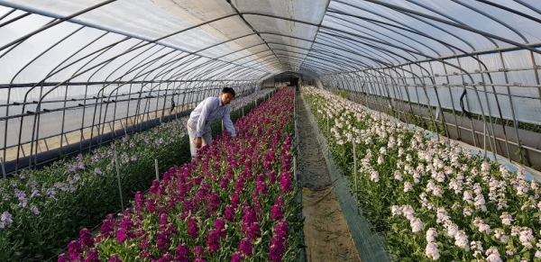 청양지역 화훼농가 ‘비단꽃향무’ 출하