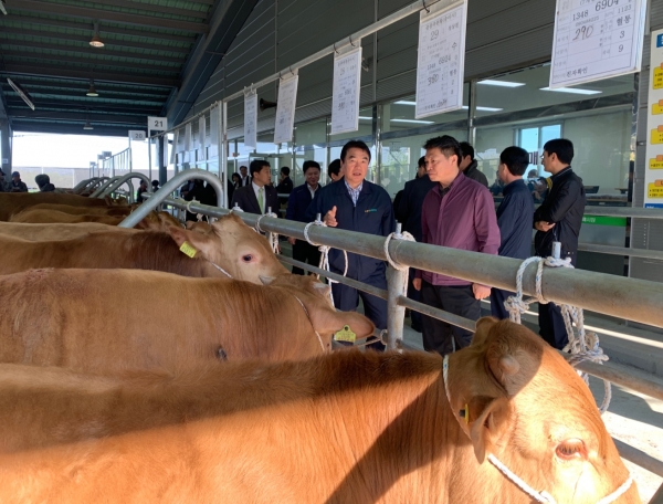 조소행 본부장과 정낙선 농협 보령시지부장, 윤세중 보령축협 조합장 등이 새벽가축시장을 방문하여 경매 진행상황을 살폈다