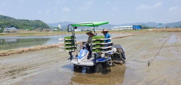 벼 밀묘소식 모내기 방법 시연 모