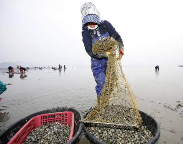 소원면 파도리에서 어민들이 바지락을 채취하는 모습.