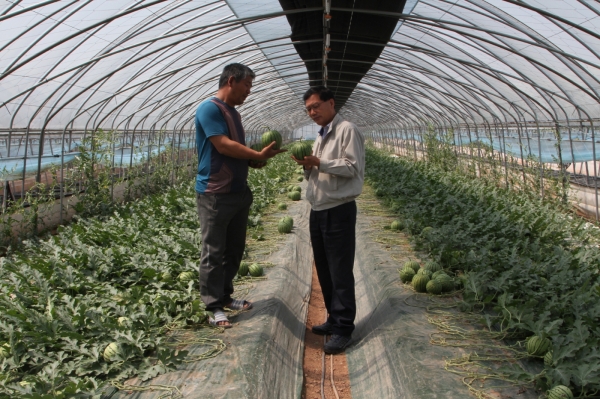 애플수박 재배 하우스 장면