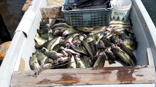 생태계 교란어종 퇴치 장면