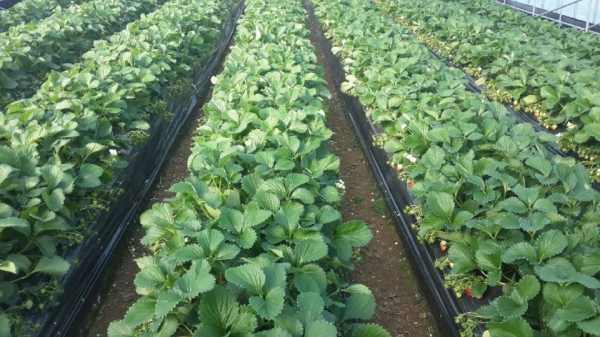 농가소득 대체 가공품 개발_클로렐라 딸기