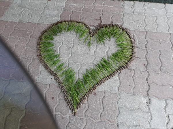 모내기체험 대전원평초