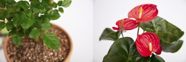 해피트리(부귀수)와 안스리움