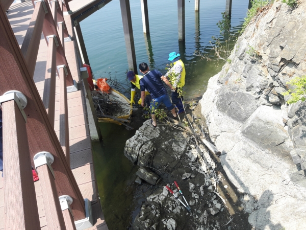 예당호 출렁다리 주변 환경정화활동 모습