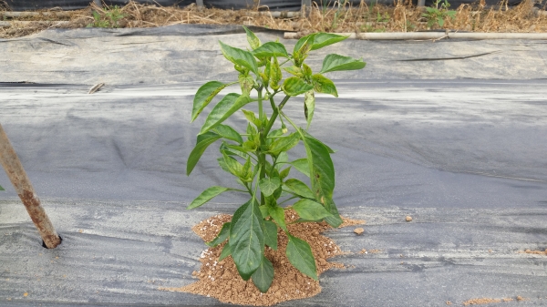 서천군농업기술센터가 고추바이러스 칼라병 피해최소화를 위해 적기방제 당부