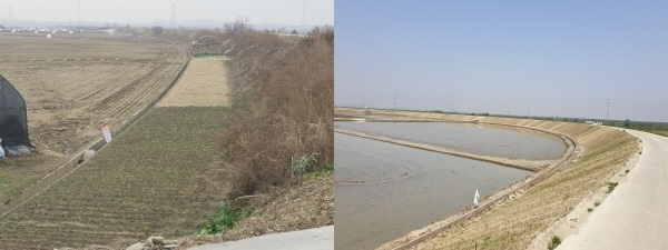 삽교천 제방복구 (전)과 (후)