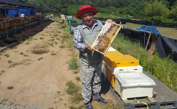 청양군 고품질 기능성 벌꿀 채취 한창