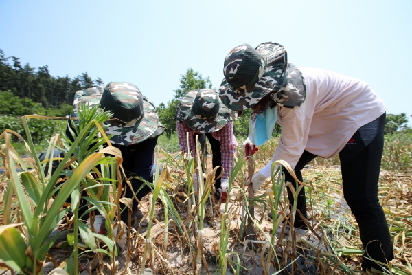 공직자 농번기 농촌일손돕기 (도황리)